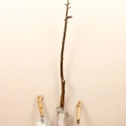 Prunier Reine Victoria -Pas Cher Vertuval Magasin 63230 7