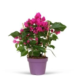 Bougainvillier Vera Deep Purple -Pas Cher Vertuval Magasin 71074 3