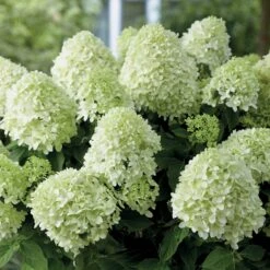 Hortensia Paniculé Little Spooky 5 Hortensia Paniculé Little Spooky -Pas Cher Vertuval Magasin 80068 6 1700128802080