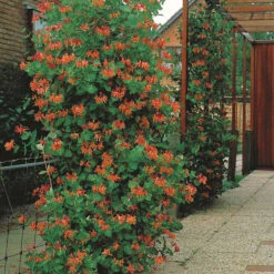 Chèvrefeuille Grimpant Dropmore Scarlet 9 Chèvrefeuille Grimpant Dropmore Scarlet -Pas Cher Vertuval Magasin 85113 5