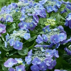 Produits populaires -Pas Cher Vertuval Magasin 90545 1