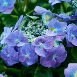 Hortensia Teller Blue -Pas Cher Vertuval Magasin 90545 2