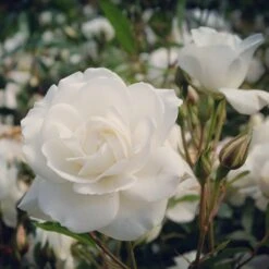 Rosier Sur Tige Korbin -Pas Cher Vertuval Magasin ADO 010208 3 1704807754221