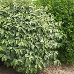 Eleagnus -Pas Cher Vertuval Magasin ADO 012633 5 1705586057381