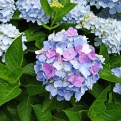 Hortensia Tricolore -Pas Cher Vertuval Magasin ADO 017749 2 BK 1703154909200