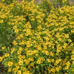 Collection De 15 Plantes Vivaces - 2 M² -Pas Cher Vertuval Magasin ADO 020522 2 1704364485304