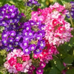 Collection De 15 Plantes Vivaces - 2 M² -Pas Cher Vertuval Magasin ADO 020522 4 1704364443885