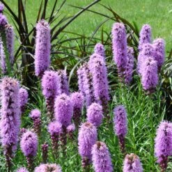 Collection De 15 Plantes Vivaces - 2 M² -Pas Cher Vertuval Magasin ADO 020522 6 1704364403770