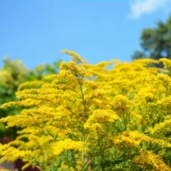 Collection De 15 Plantes Vivaces - 2 M² -Pas Cher Vertuval Magasin ADO 020522 9 1704364341691