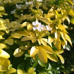 Collection De 2 Arbustes : érable Pourpre Et Oranger Du Mexique Doré 8 Collection De 2 Arbustes : érable Pourpre Et Oranger Du Mexique Doré -Pas Cher Vertuval Magasin ADO 023447 3 1705068383593