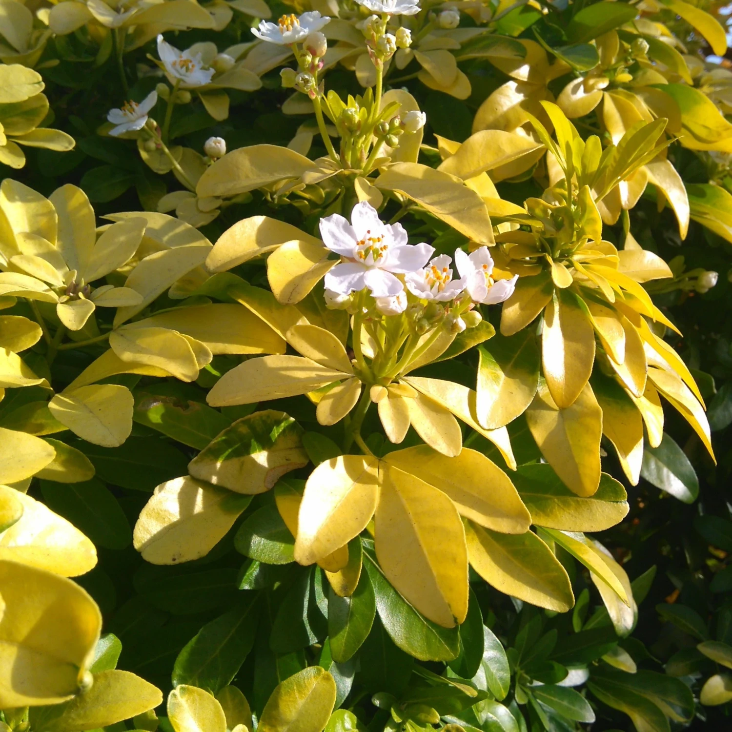 Collection De 2 Arbustes : érable Pourpre Et Oranger Du Mexique Doré 4 Collection De 2 Arbustes : érable Pourpre Et Oranger Du Mexique Doré – Image 4