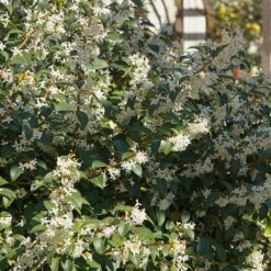 Osmanthe De Burkwood -Pas Cher Vertuval Magasin ADO 027580 4 1705573696686