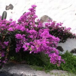 Bougainvillier Violet -Pas Cher Vertuval Magasin ADO 028350 4 1706696142580