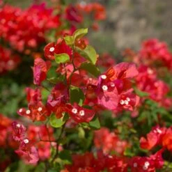 Bougainvillier Rouge 7 Bougainvillier Rouge -Pas Cher Vertuval Magasin ADO 028351 1 BK 1704813441958