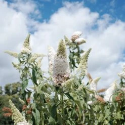 Collection D'arbres à Papillons : Royal Red, White Profusion, Empire Blue -Pas Cher Vertuval Magasin ADO 030918 3 1704367600469