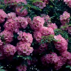 Collection De 2 Rosiers Lianes Immensee Blanc Et Petite Duchesse 6 Collection De 2 Rosiers Lianes Immensee Blanc Et Petite Duchesse -Pas Cher Vertuval Magasin F68558 1704380007495