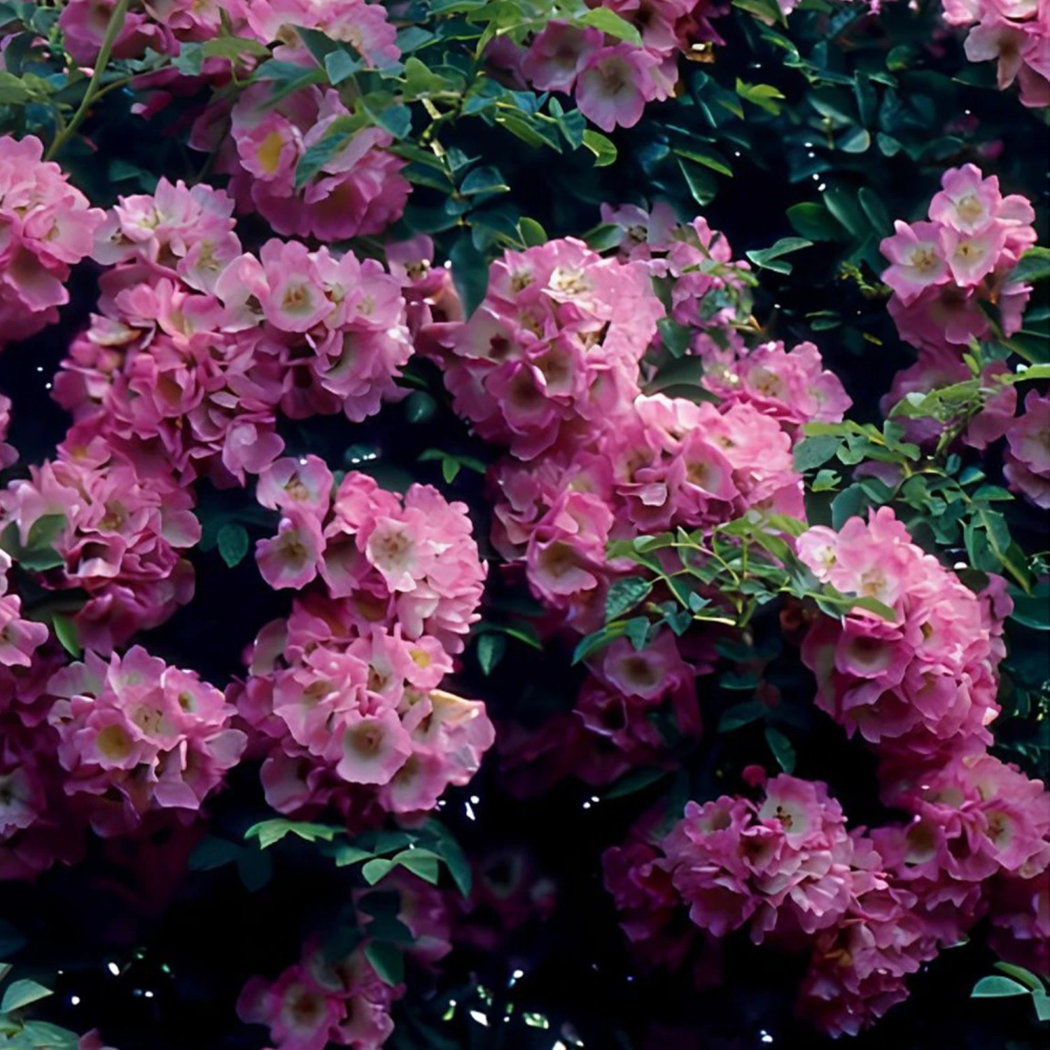 Collection De 2 Rosiers Lianes Immensee Blanc Et Petite Duchesse 3 Collection De 2 Rosiers Lianes Immensee Blanc Et Petite Duchesse – Image 3