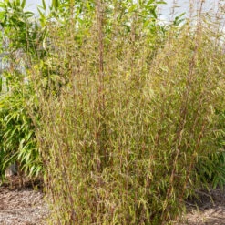 Bambou à Cannes Rouges Non-traçant -Pas Cher Vertuval Magasin HOR 005863 2 BK 1703081750265