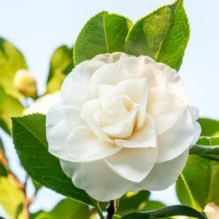 Produits populaires -Pas Cher Vertuval Magasin HOR 023423 2 1705477902796