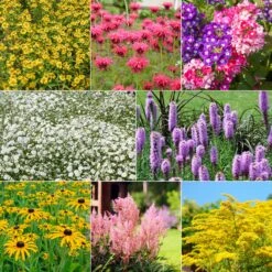 Collection De 15 Plantes Vivaces - 2 M²