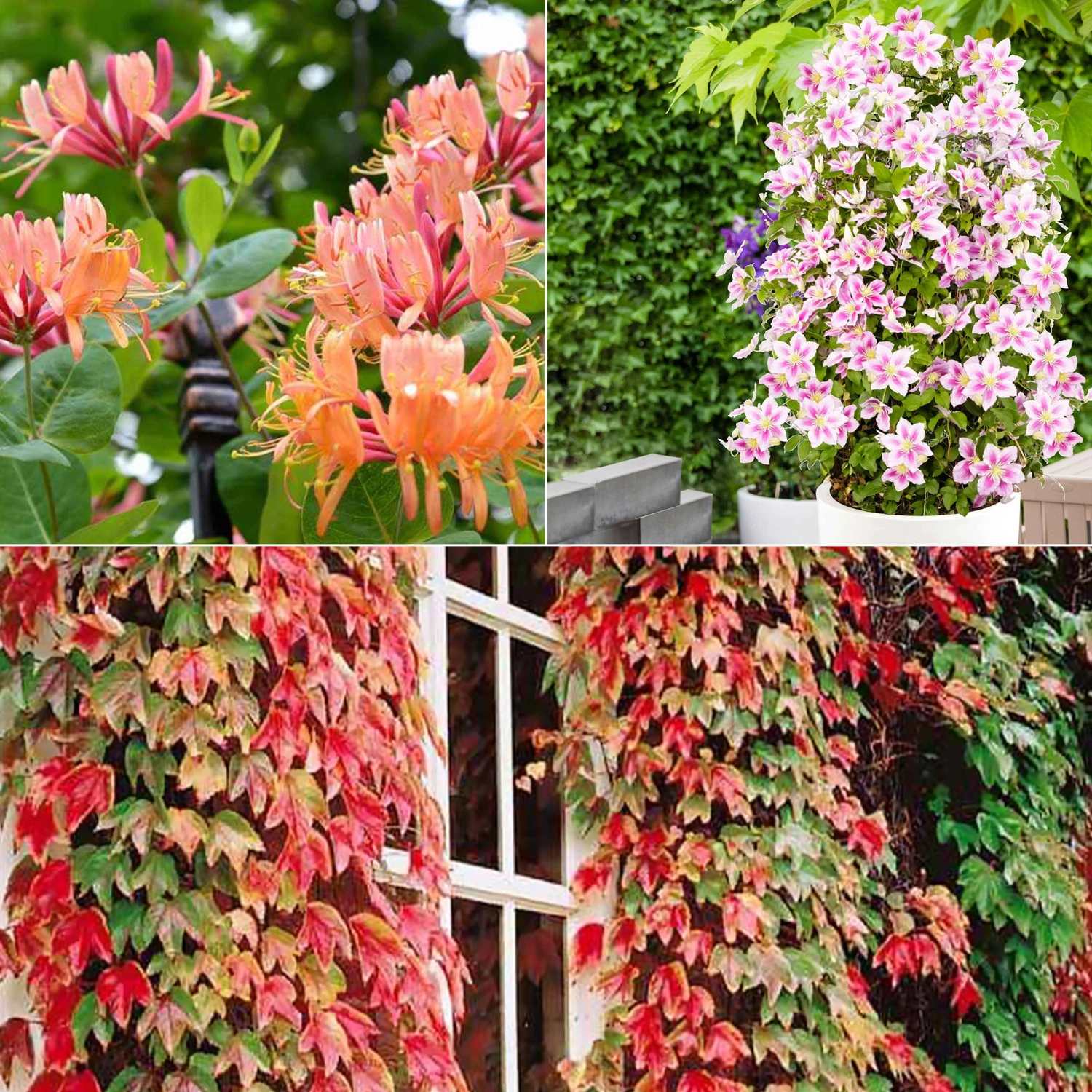 Collection De 3 Grimpantes : Chèvrefeuille, Clématite, Vigne Vierge 1 Collection De 3 Grimpantes : Chèvrefeuille, Clématite, Vigne Vierge