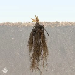 Collection 6 Mois De 60 Fraises : Savoureuse De Willemse, Mara Des Bois, Gariguette 7 Collection 6 Mois De 60 Fraises : Savoureuse De Willemse, Mara Des Bois, Gariguette -Pas Cher Vertuval Magasin QL Fraisiers WIL 1708002543995