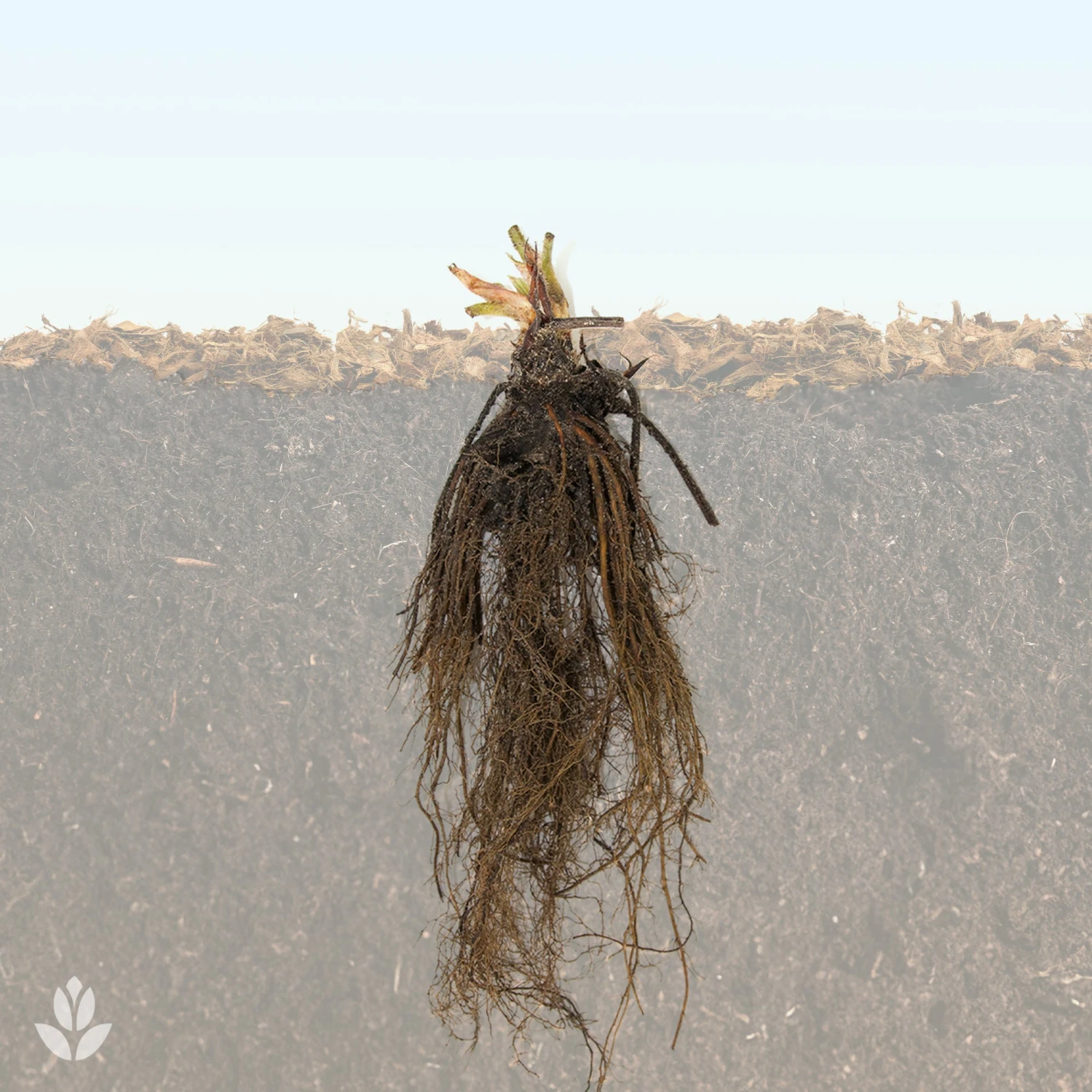 Collection 6 Mois De 60 Fraises : Savoureuse De Willemse, Mara Des Bois, Gariguette 4 Collection 6 Mois De 60 Fraises : Savoureuse De Willemse, Mara Des Bois, Gariguette â Image 4