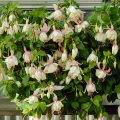 3 Fuchsias Résistants Au Gel Annabel -Pas Cher Vertuval Magasin VIS 001838 4 1706697753052