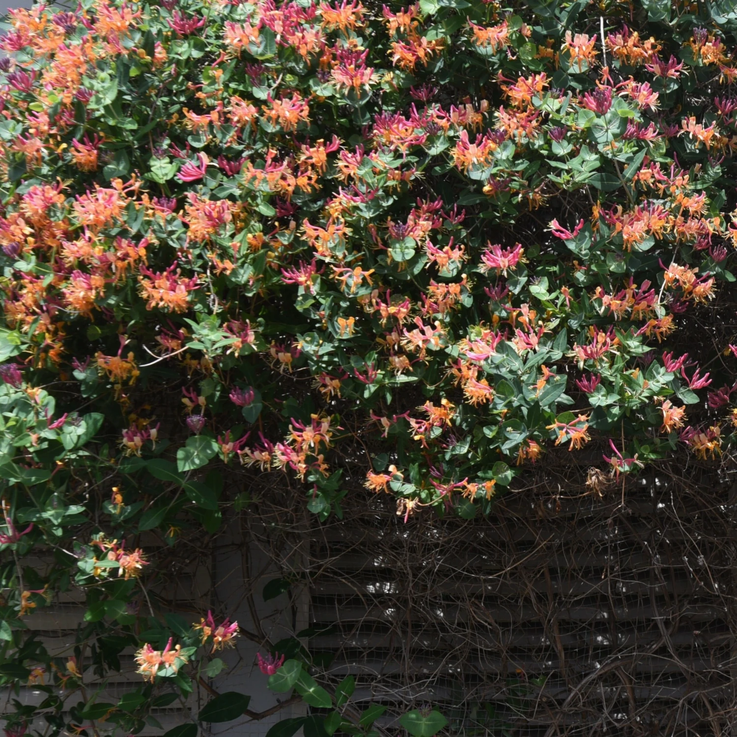 Chèvrefeuille Grimpant Goldflame 1 Chèvrefeuille Grimpant Goldflame