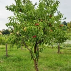 Pas Cher Vertuval Magasin -Pas Cher Vertuval Magasin ado 103516 2