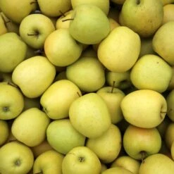 Collection De Pommiers : Reine De Reinettes, Cox's, Golden Delicious -Pas Cher Vertuval Magasin ado 104652 3