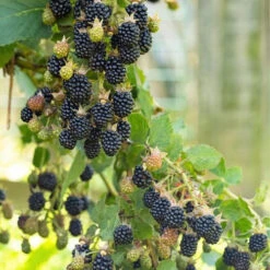 Mûrier Little Black Prince