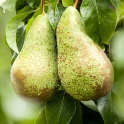 Mini-poirier Conférence -Pas Cher Vertuval Magasin ado 71305 4