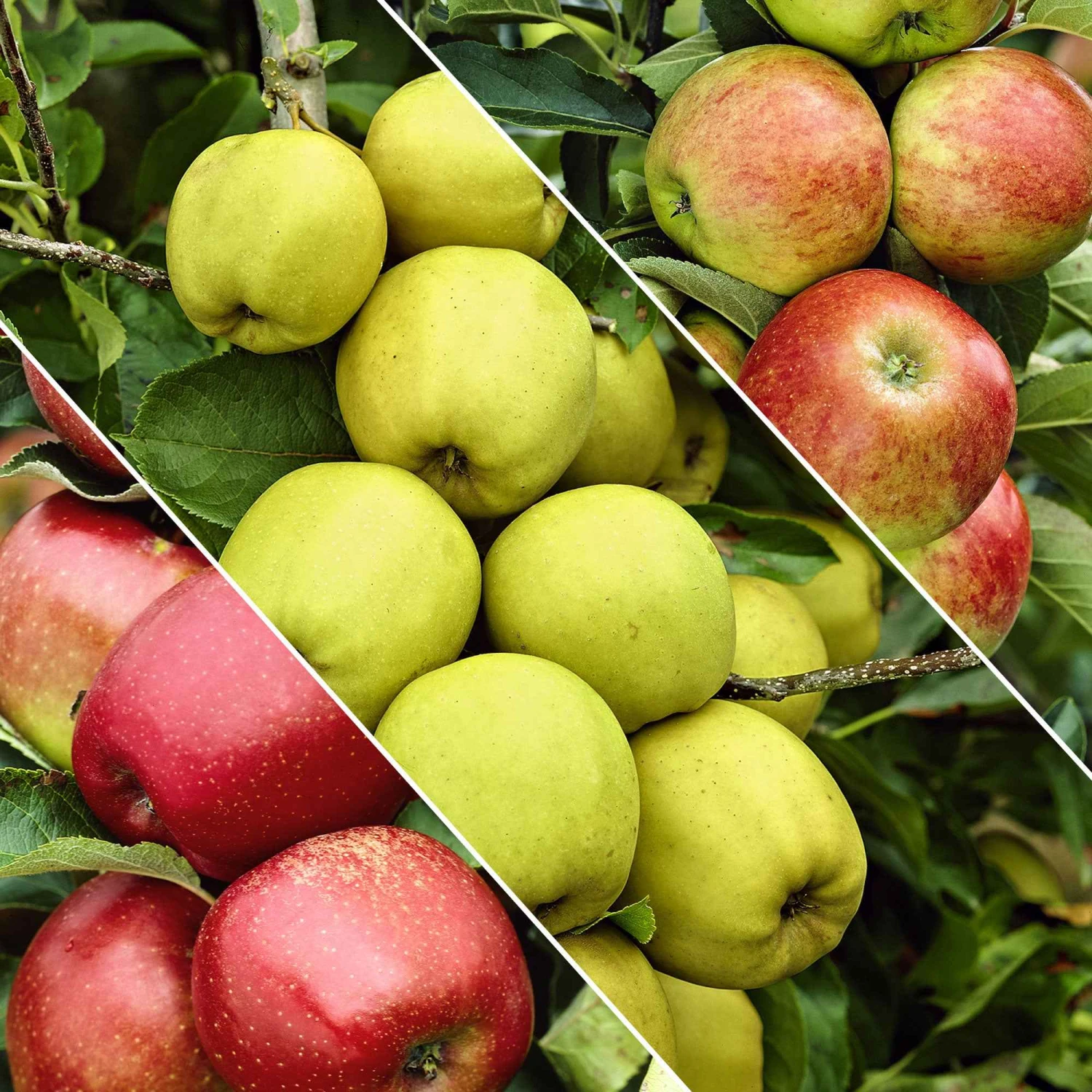 Pommier Sur Tige 3 Variétés En 1 1 Pommier Sur Tige 3 Variétés En 1