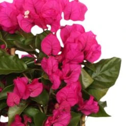 Bougainvillier Vera Deep Purple -Pas Cher Vertuval Magasin bak 71074 2