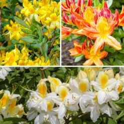 Collection De 3 Azalées De Chine : Orangé, Jaune, Blanche