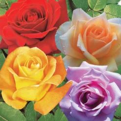 Collection De 4 Rosiers : Whisky, Malaga, Lune Bleue, Magie Parfum