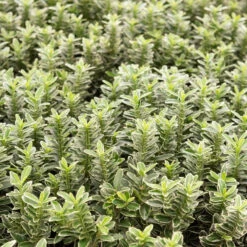 3 Fusains Persistants Emerald And Gold