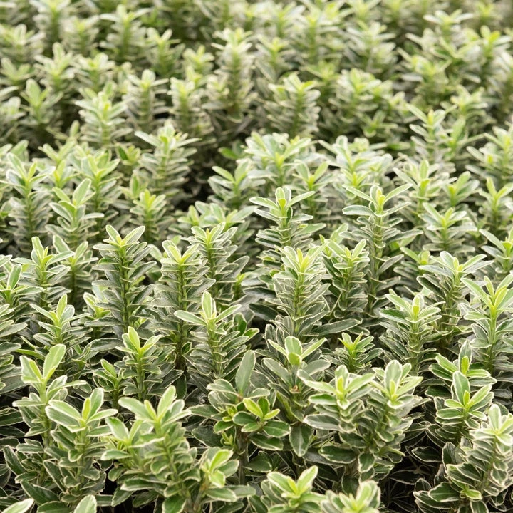 3 Fusains Persistants Emerald And Gold 1 3 Fusains Persistants Emerald And Gold