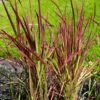 Herbe De Sang Red Baron