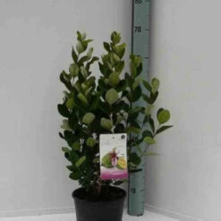 Goyavier Du Bresil -Pas Cher Vertuval Magasin jar 105475 1