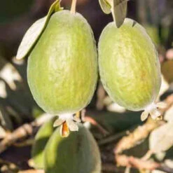 Goyavier Du Bresil -Pas Cher Vertuval Magasin jar 105475 4