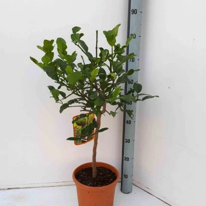 Combava 2 Combava – Image 2