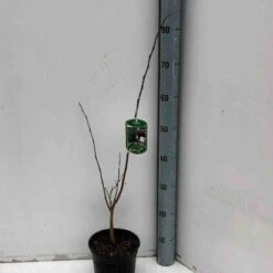 Asiminier Triloba -Pas Cher Vertuval Magasin jar 106395 3