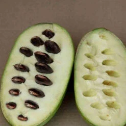 Asiminier Triloba -Pas Cher Vertuval Magasin jar 106395 4