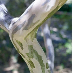 Lilas Des Indes Braise D'été ® Indybra -Pas Cher Vertuval Magasin lil 100826 3 1706087795403