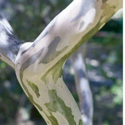 Lilas Des Indes Petit Pink -Pas Cher Vertuval Magasin lil 101069 2 1706101431011