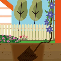 Collection De 3 Clématites : Ville De Lyon, Miss Bateman, Président -Pas Cher Vertuval Magasin mon 103849 6