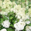 Hortensia Paniculé Diamantino®