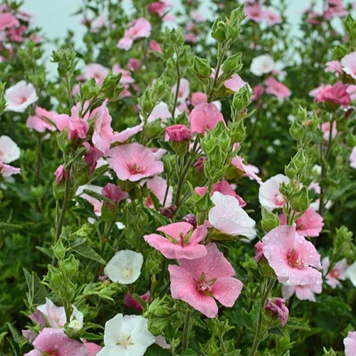 Lavatère Song Bird 1 Lavatère Song Bird